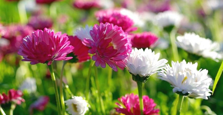 Aby vám letničky kvetly až do podzimu