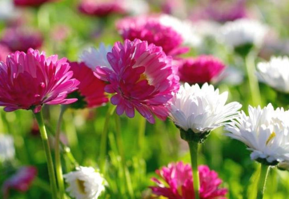 Aby vám letničky kvetly až do podzimu