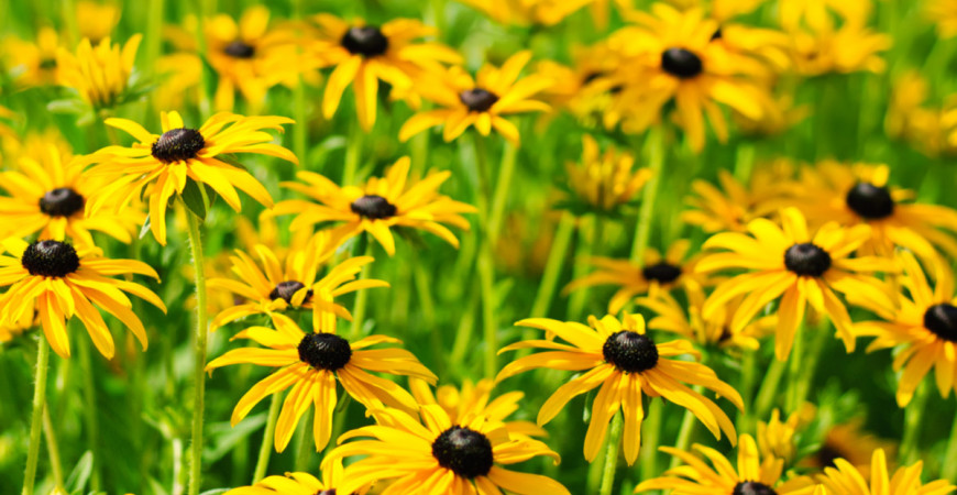 Rudbekie - květiny zářivých barev, podobné kopretinám 