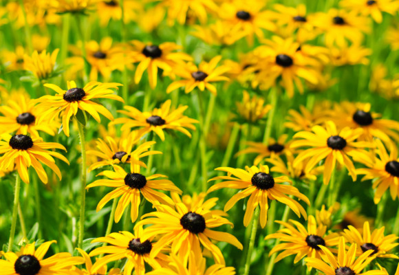 Rudbekie - květiny zářivých barev, podobné kopretinám 