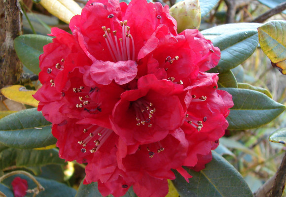 Stálezelené rododendrony jsou perlou zahrady, jak je pěstovat? 