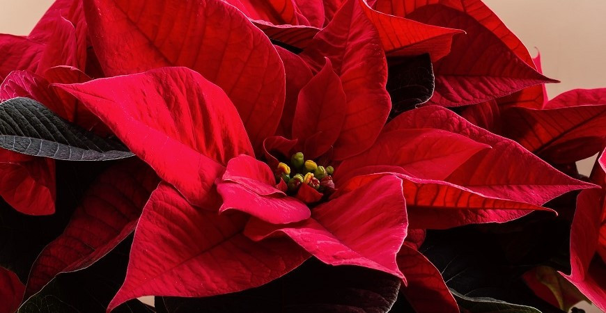 Každým rokem kupujete vánoční hvězdu a nikdy nevydrží ani do Štědrého dne?