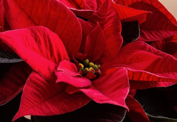 Každým rokem kupujete vánoční hvězdu a nikdy nevydrží ani do Štědrého dne?