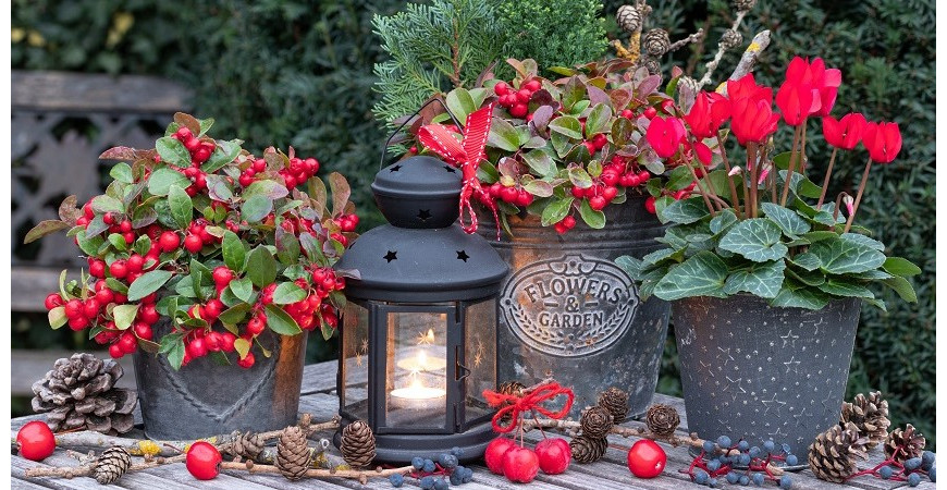 Jaké kvetoucí rostliny použít na vánoční dekorace?