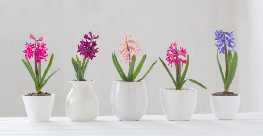 Rychlení hyacintů v domácích podmínkách - při správné péči na Vánoce vykvetou