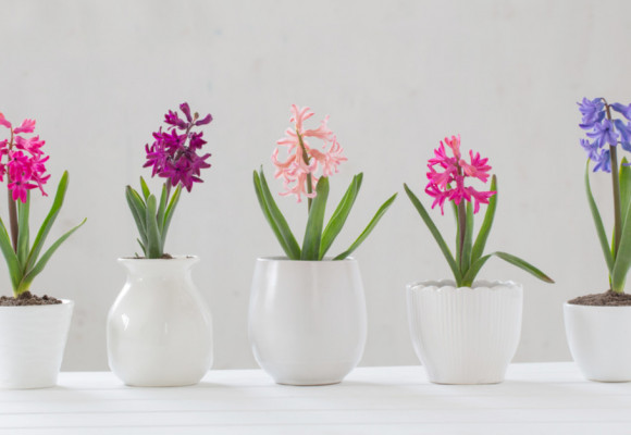 Rychlení hyacintů v domácích podmínkách - při správné péči na Vánoce vykvetou