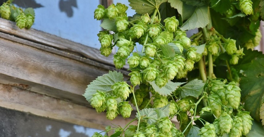 U pergoly nemusíte pěstovat jen okrasné keře - 2. část