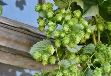 U pergoly nemusíte pěstovat jen okrasné keře - 2. část