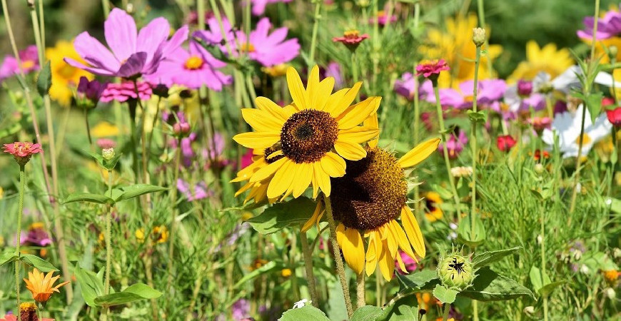 Rostliny, které na zahradu přilákají opylovače