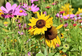 Rostliny, které na zahradu přilákají opylovače