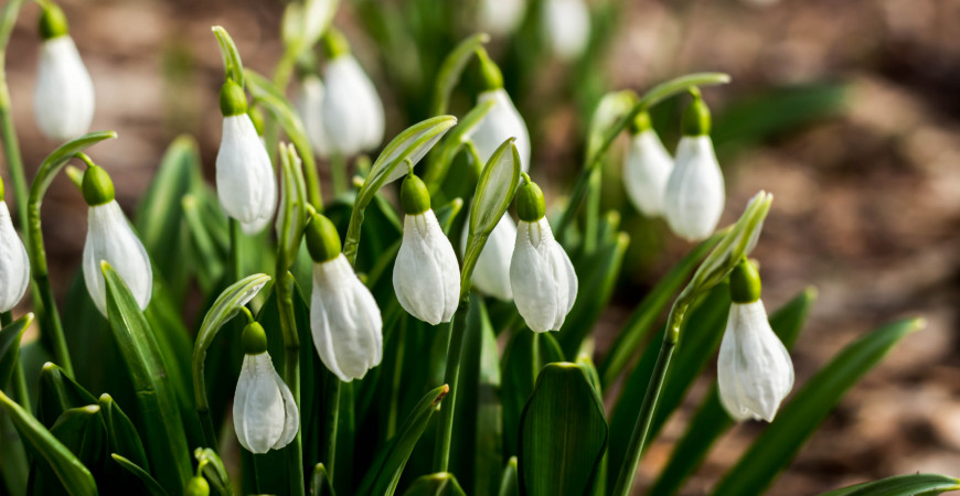 První kvítky, která se mnohdy derou ze sněhu - je tady čas sněženek a bledulí
