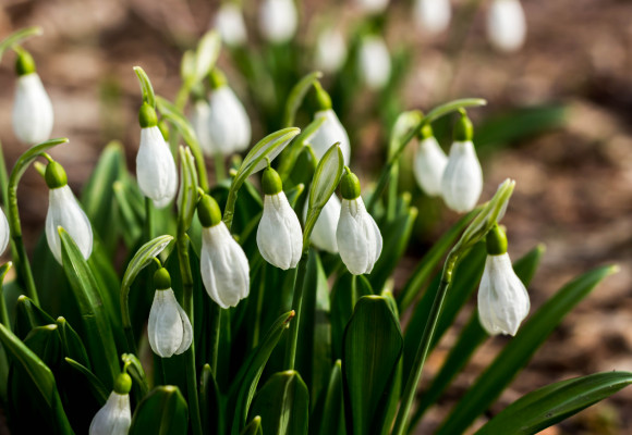 První kvítky, která se mnohdy derou ze sněhu - je tady čas sněženek a bledulí