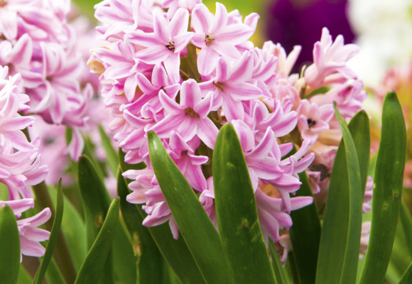 Pestrobarevné hyacinty a jejich rozmnožování