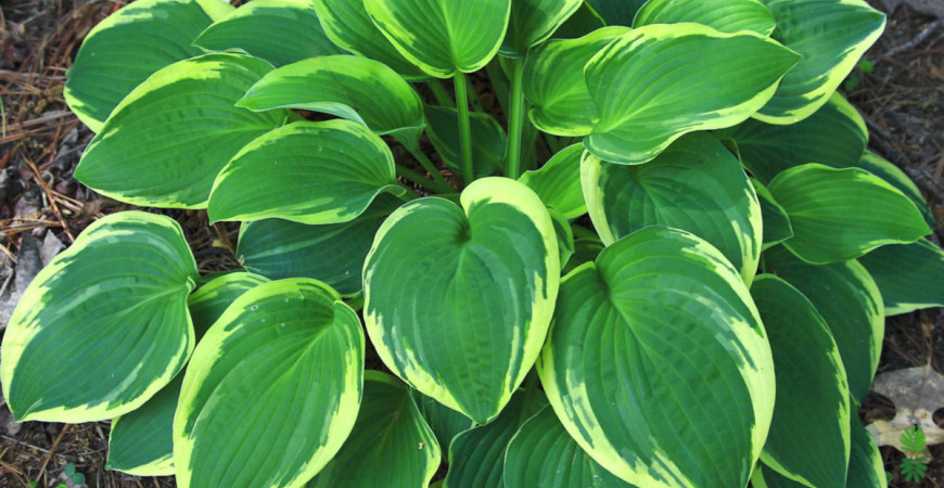 Hosta, bohyška či funkie. Jak na její pěstování?