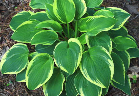 Hosta, bohyška či funkie. Jak na její pěstování?