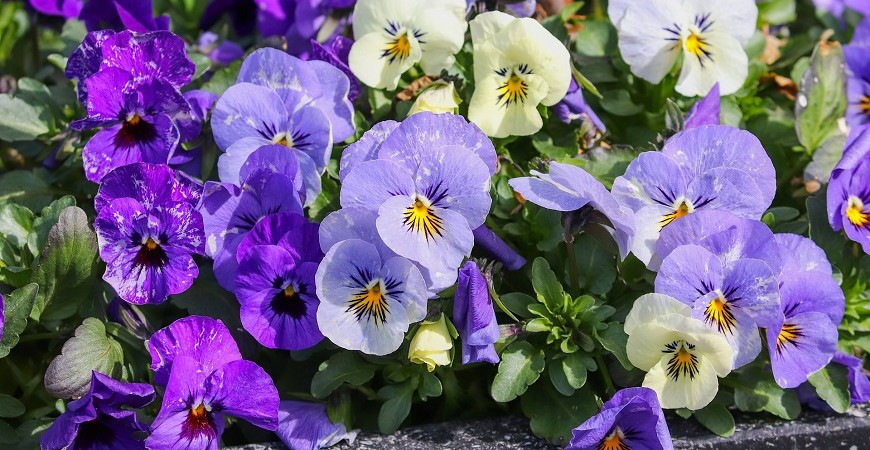 Macešky jsou okouzlující a na pěstování nenáročné 