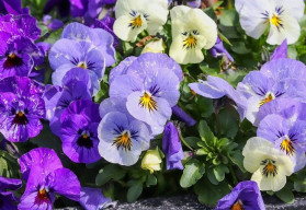 Macešky jsou okouzlující a na pěstování nenáročné 