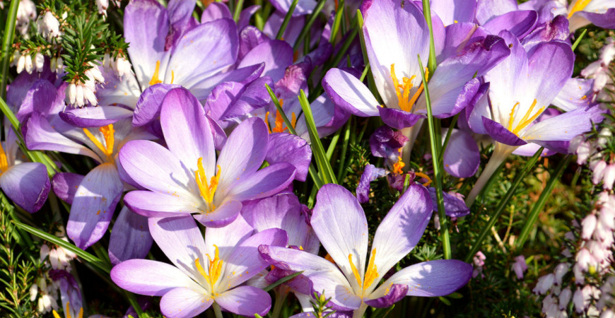 Krokusy svými výrazně zbarvenými květy rozzáří každou zahradu