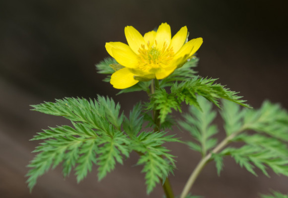 Jeho květy zdobí zahradu již v předjaří, díky žluté barvě talovín nepřehlédnete