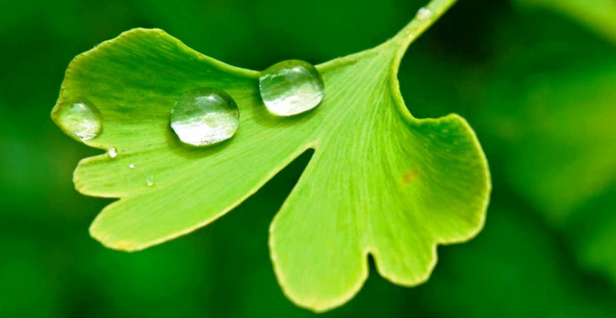 Strom téměř zázračný