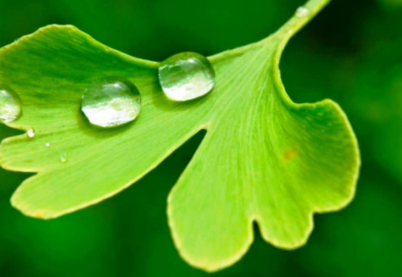 Strom téměř zázračný