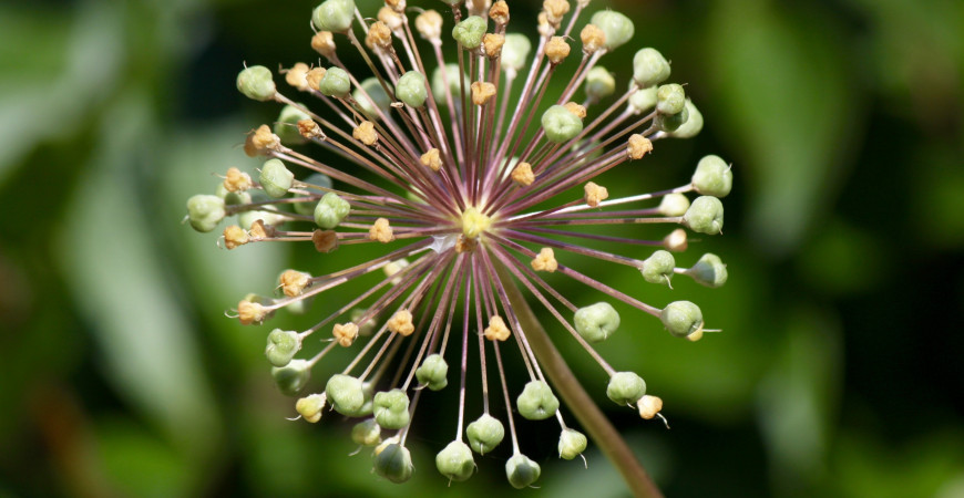 Květy okrasných česneků budou dominantou jarních záhonů