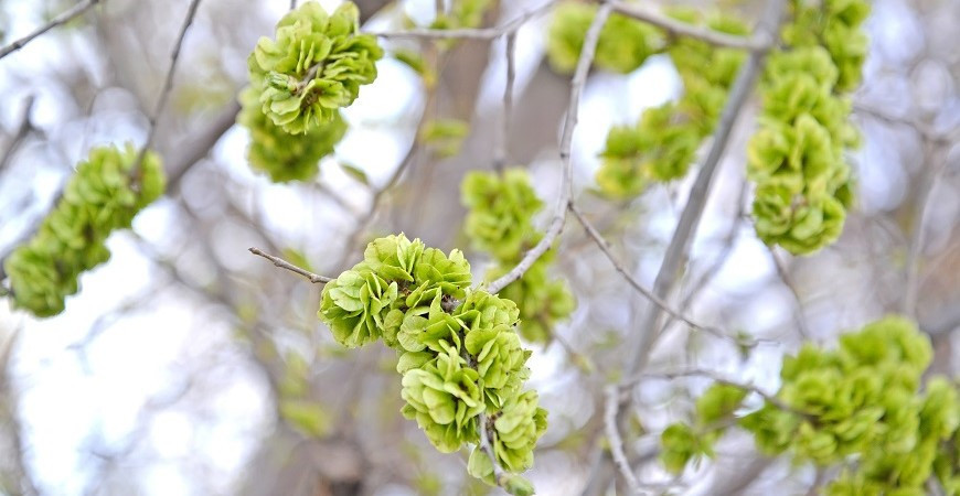 Turkestánský brest, jedinečná rostlina vyznačující se extrémně rychlým růstem