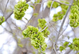 Turkestánský brest, jedinečná rostlina vyznačující se extrémně rychlým růstem