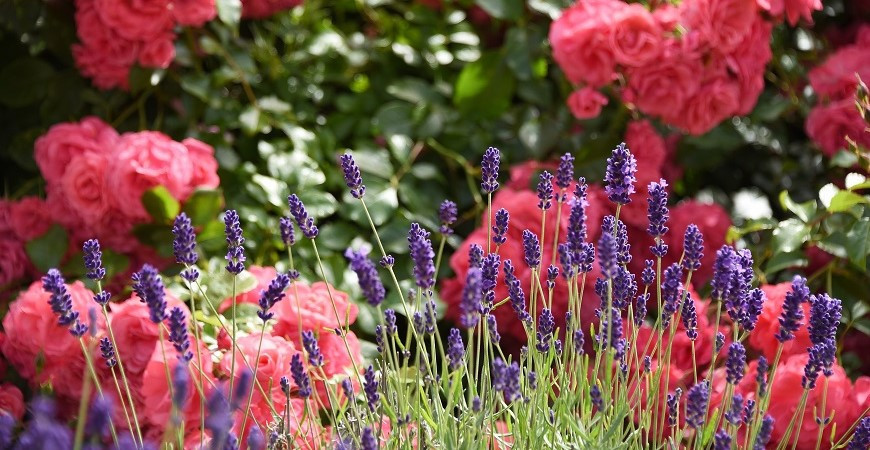 Nezapomínejte na okrasné keře!