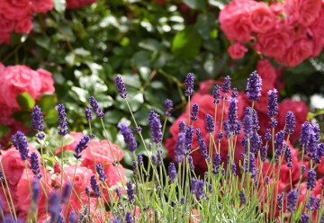 Nezapomínejte na okrasné keře!