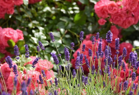 Nezapomínejte na okrasné keře!