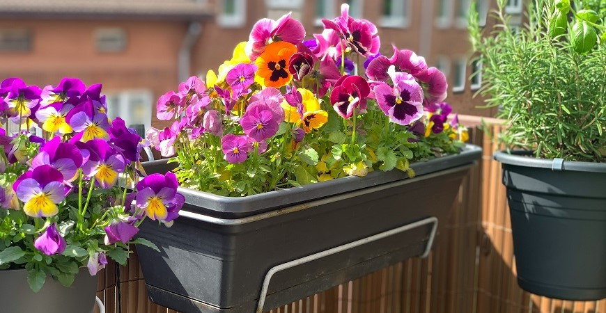 Které pokojové květiny vám budou vděčné za polohu na severním a západním okně?