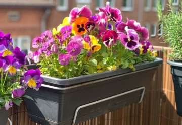 Které pokojové květiny vám budou vděčné za polohu na severním a západním okně?