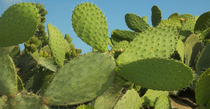 Opuncie - kvetoucí kaktus, který plodí lahodné plody
