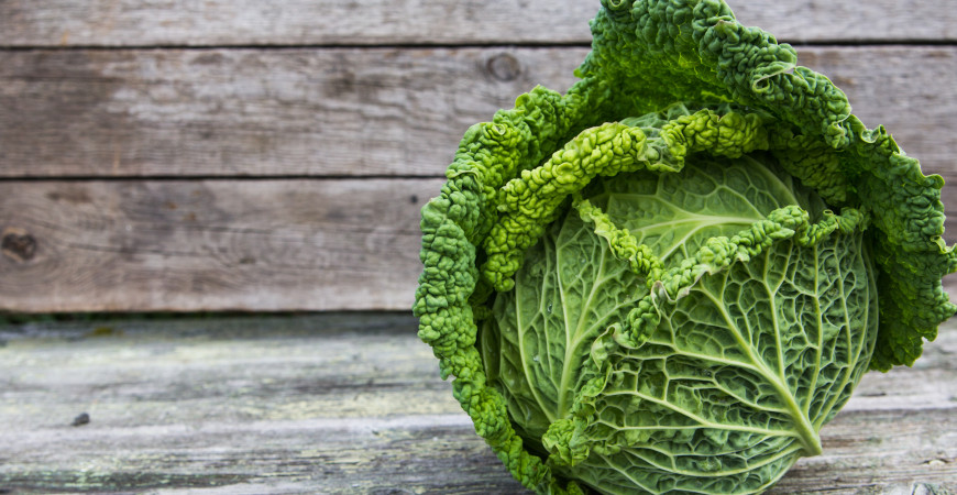 Kapusta je velmi odolnou rostlinou, není náročná na klimatické podmínky 