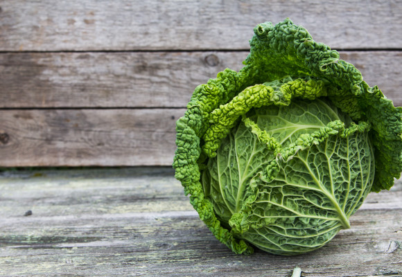 Kapusta je velmi odolnou rostlinou, není náročná na klimatické podmínky 