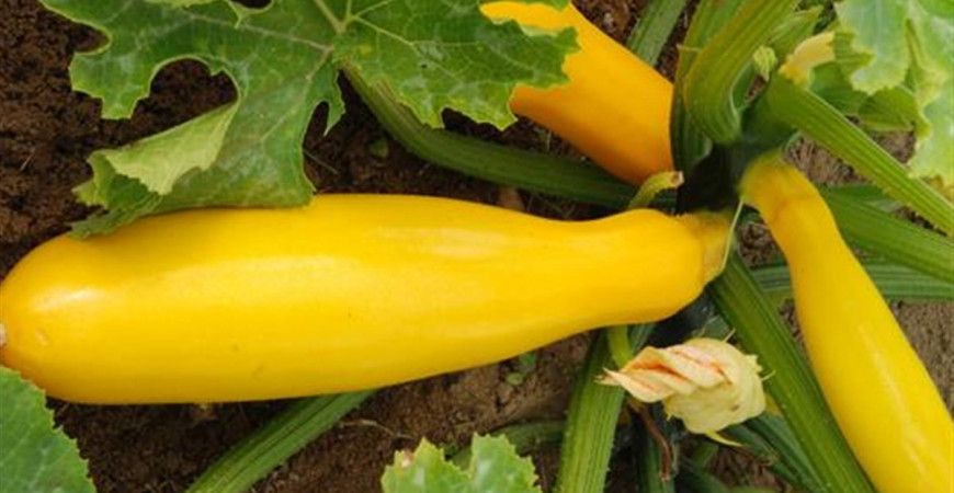 Cukety mají zanedbatelnou energetickou hodnotu, vypěstujete je snadno