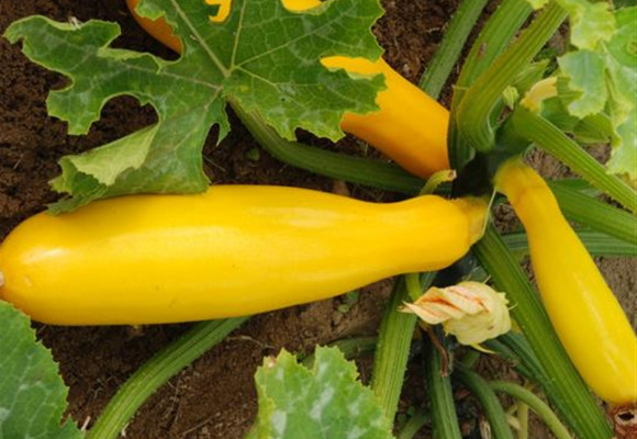 Cukety mají zanedbatelnou energetickou hodnotu, vypěstujete je snadno