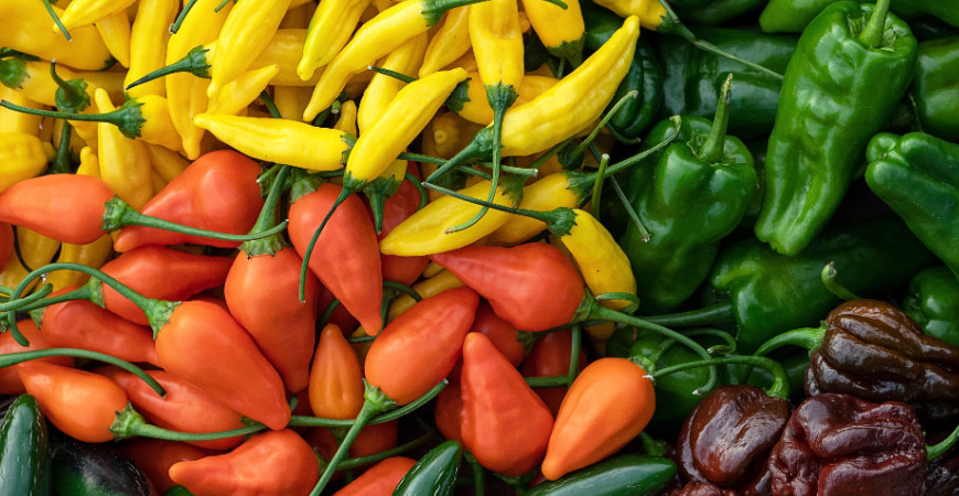 Odrůdy paprik
