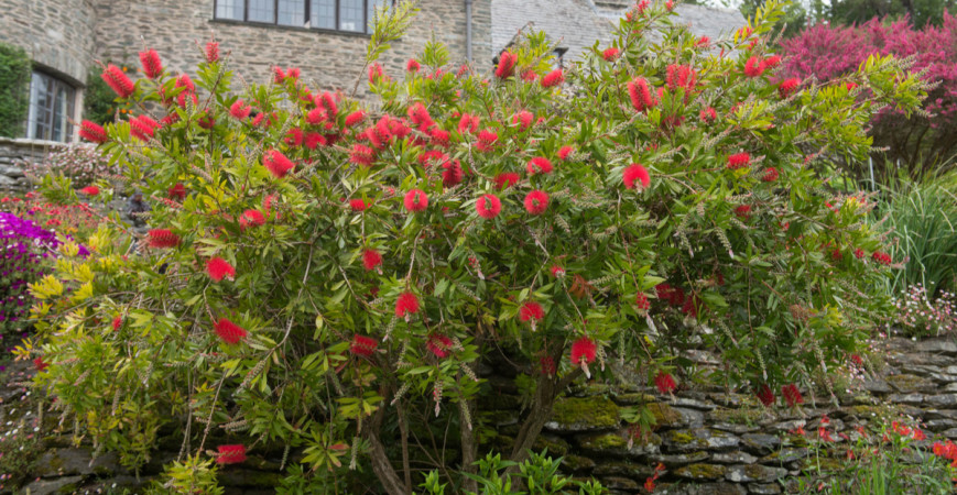 Kalistemon, exoticky vyhlížející rostlina, kterou můžete pěstovat v létě v zahradě