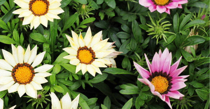 Letničky na přímé slunce? Z nabídky si vybere každý