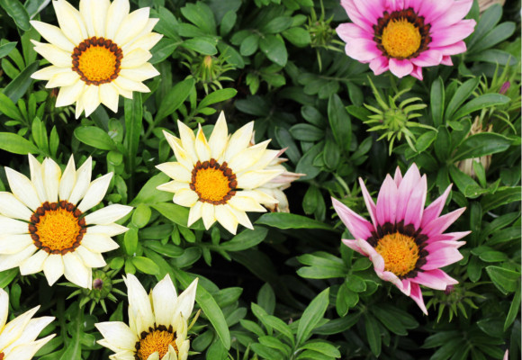 Letničky na přímé slunce? Z nabídky si vybere každý