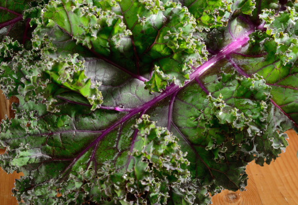 Chutný jako kapusta, také tak zdravý, ale odolnější. To je kadeřávek!