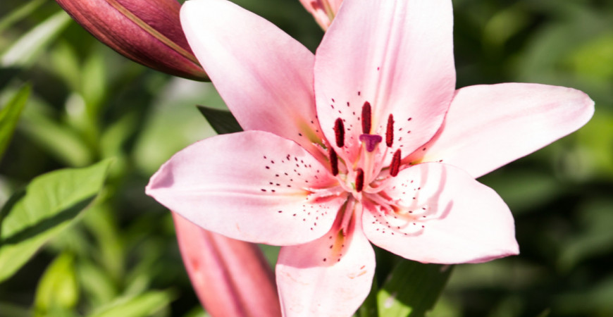 Chřestovníček liliový je postrachem královen letních záhonů