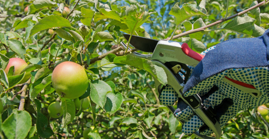 I na malých zahrádkách a balkónech lze pěstovat ovocné stromy