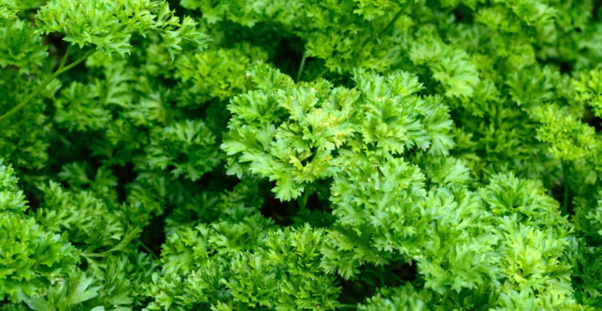 Využití a výhody petrželky