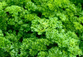 Využití a výhody petrželky