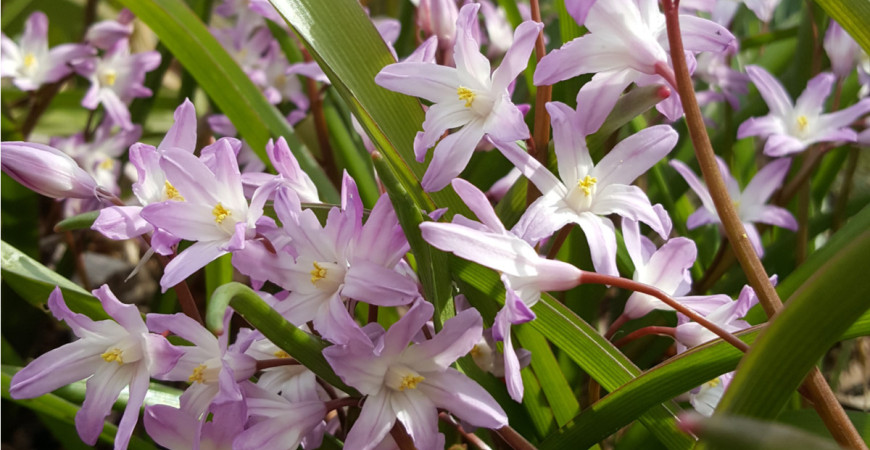 Březen na zahradě - zahradnická sezóna se rozjíždí na plné obrátky 