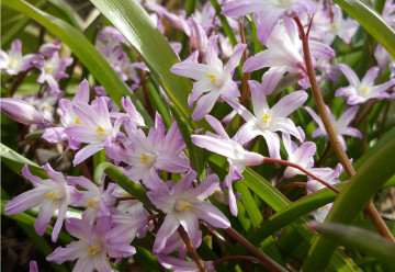 Březen na zahradě - zahradnická sezóna se rozjíždí na plné obrátky 