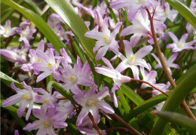 Březen na zahradě - zahradnická sezóna se rozjíždí na plné obrátky 